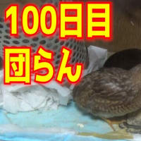 １００日目　里親は来なかったけど、生まれた子供たちと仲良くできたらいいな！　一旦これで完結！　皆さんありがとう