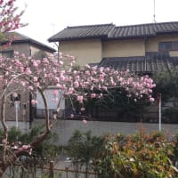 小さな庭の枝垂れ花桃