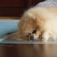 今日も熱中症アラート出てます