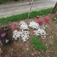 玄関用のナスタチウムが元気に成長！通りから見える芝桜がキレイなので気を良くして追加で植え付けたとです!(^^)!