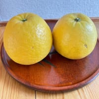 河内晩柑