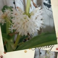 幸福の木に花が咲きました