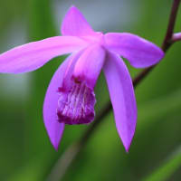 庭の花