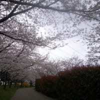 公園の春