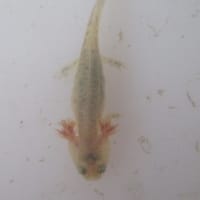 ニホンアカガエルのオタマジャクシ（2025）endカスミサンショウウオ幼生