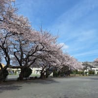 裏の高砂公園の桜も満開です。交通事故、産後調整、繰り返す症状なら「立川市のヒロ整骨院」