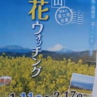 菜の花とかなたに富士山を眺める(2020年2月)