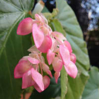 木立ベゴニアの花