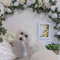 我が家のピノ・ノアール　furyi_furyiさんより