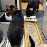 2025/6/28の朝