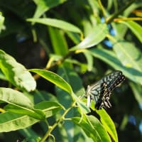 アゲハです