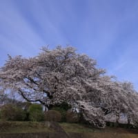 河川敷の「桜」満開と📷part3「青空編😀」