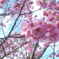 陽光桜が開花しました。