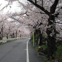 京都の桜の名所　その９（　京都の北　）　賀茂川＆上賀茂神社へ続く桜並木