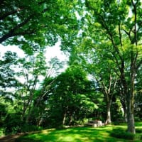 初夏を彩る花が続々開花（板橋区立赤塚植物園 2025.6.21撮影）