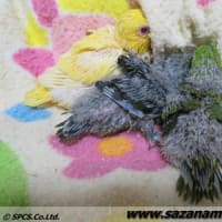 春の繁殖Vol.2