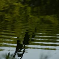水面の表情…