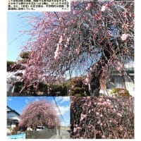 花巡り「梅－363」　久喜　青毛の住宅