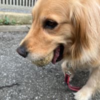梅雨の中休みに