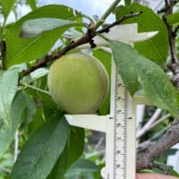 若桃（摘果桃）を使って　シロップ煮　そして　ピクルス