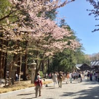 Today was also another perfect day for Hanami in Maruyama Park ♪