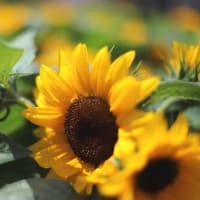 ミニヒマワリの花