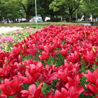 ユリ（千種公園　2025年6月9日）
