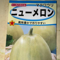 タマネギの収穫