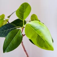 破竹