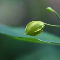 治療の合間に花散策！（久住方面でキバナチゴユリなど！）