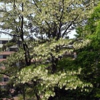 白い花～見っけ