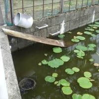 とんでもない事に。ヒナ１０羽死んだ。池には猫の死体。