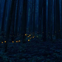 ヒメボタル 東京都内の生息地
