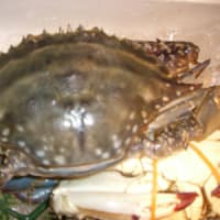 6月22日は「蟹の日」