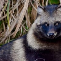 狸の親子　ラインのやり取りから。