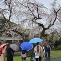 サザンに会うため・いざ横浜アリーナへ