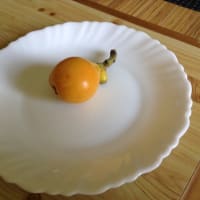 収穫はひとつ