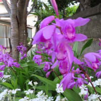 今日は元号の日とのこと
