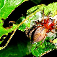 ムナアカフクログモ　♀