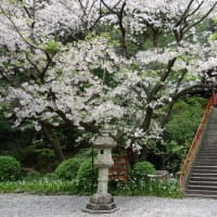 田殿丹生神社の桜