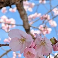 🌸さくら🌸