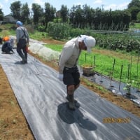 小屋前の凹凸を修正後に防草シート