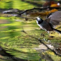 エナガの水浴