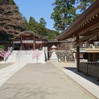 日高市の高麗神社にシダレ桜を見に行った！