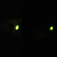 京都　哲学の道で蛍撮り　黒猫と蛍　黒猫三態