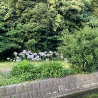 初物のスイカ