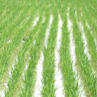 麦は泣き、麦は咲き、明日へ育ってゆく。