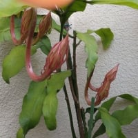 2度目の兆し月下美人