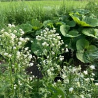 野原の花たち