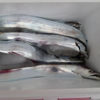 相模湾　タチウオ釣行記
